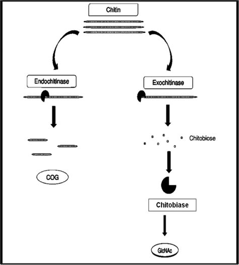 chitobiose.